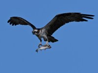 Osprey5.jpg