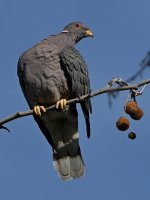 Pigeon.jpg
