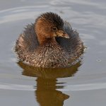 Grebe.jpg