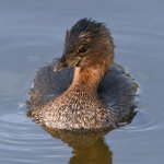 Grebe2.jpg