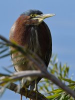 GreenHeron.jpg