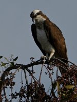 Osprey12.jpg