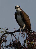 Osprey11.jpg