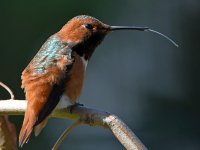 Hummer11.jpg