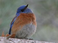 Bluebird2.jpg