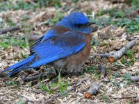 Bluebird4.jpg
