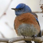 Bluebird9.jpg