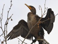 Cormorant.jpg