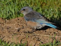 Bluebird6.jpg