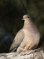 Dove.jpg