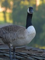 Goose.jpg