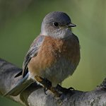 Bluebird.jpg