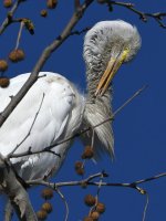 Egret5.jpg