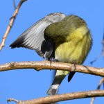 GoldFinch.jpg