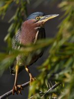 GreenHeron.jpg