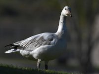 SnowGoose3.jpg