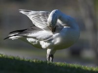 SnowGoose5.jpg