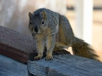 Squirrel.jpg