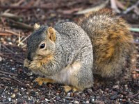 Squirrel3.jpg