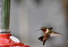 Hummingbird Ruby Throat 2 (1 of 1).jpg