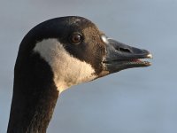 Goose.jpg