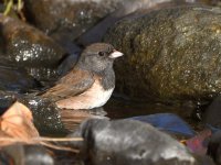 Junco4.jpg