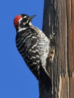 Woodpecker4.jpg
