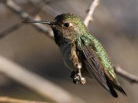 Hummer2.jpg