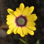 Daisy.jpg