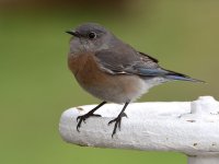 Bluebird.jpg