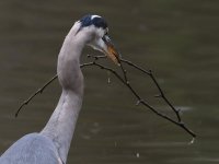 BlueHeron.jpg