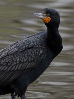 Cormorant.jpg