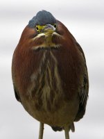 GreenHeron2.jpg