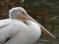 Pelican.jpg