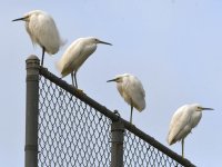 Egret2.jpg
