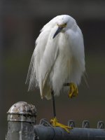 Egret3.jpg