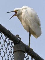 Egret6.jpg