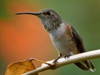 Hummer6.jpg