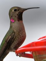Hummer16.jpg