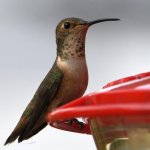 Hummer25.jpg
