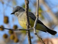 Kingbird.jpg