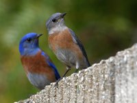 Bluebird4.jpg