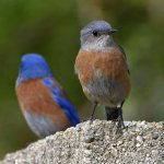 Bluebird7.jpg