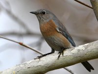 Bluebird19.jpg