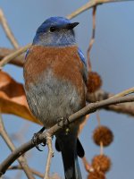 Bluebird24.jpg