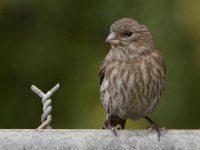 Finch.jpg