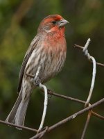Finch4.jpg