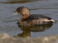 Grebe.jpg