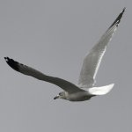 Gull.jpg