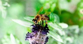 DSC_4086.jpg